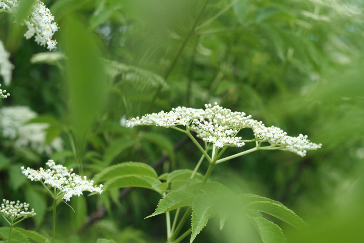 Elderflower Iced Tea – Elderberry Grove