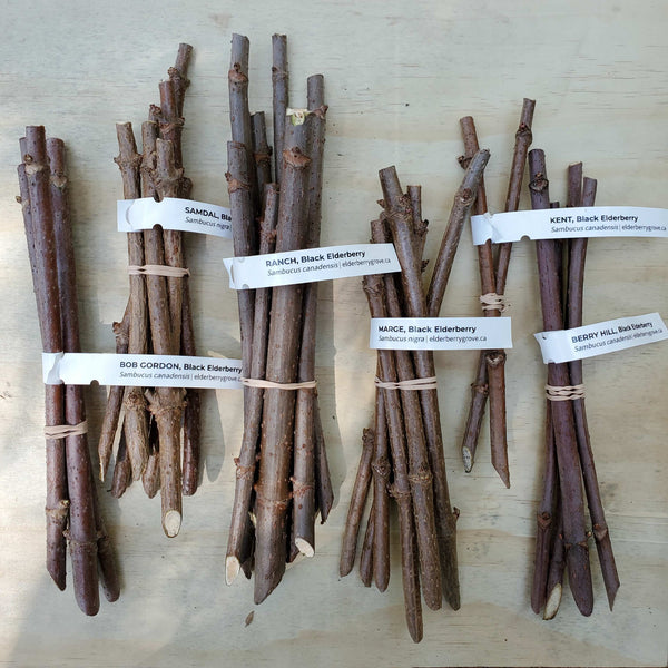 Elderberry Cuttings | Certified Organic