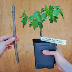 elderberry cutting and elderberry bush