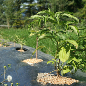 small elderberry plants
