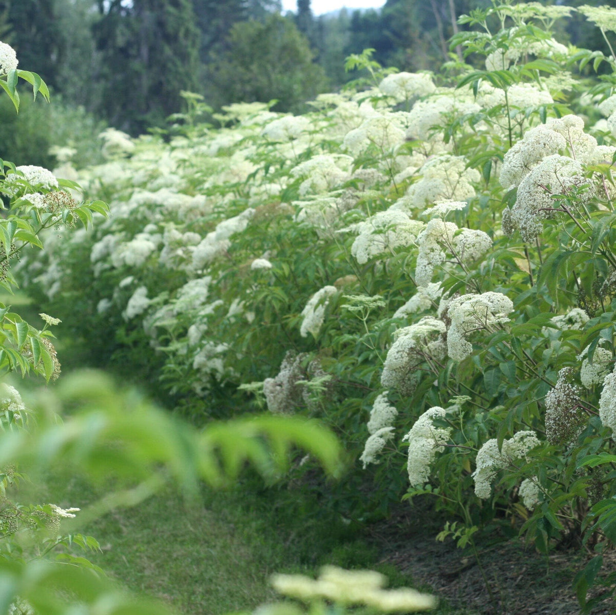 Elderflower Tea Organic BC Grown Canada Elderberry Grove