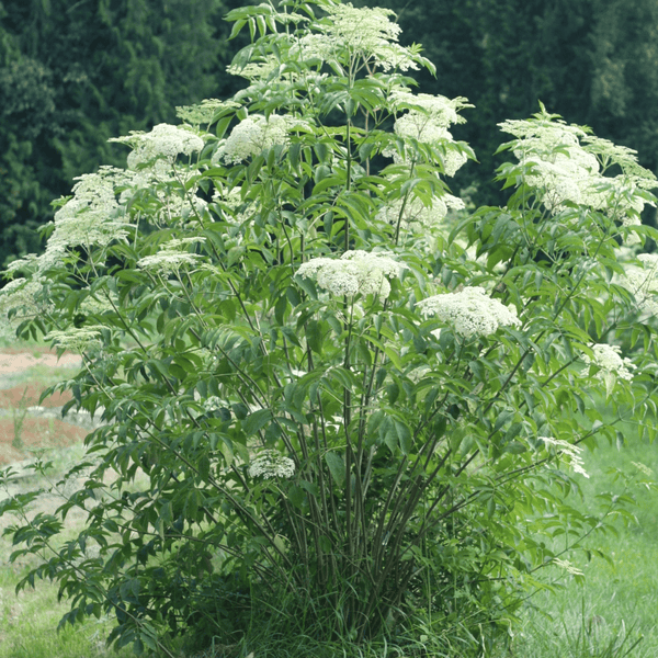 elderberry bush flowering in garden in british columbia, canada