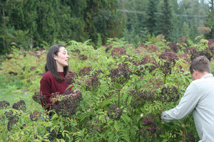 Elderberry Grower Resources