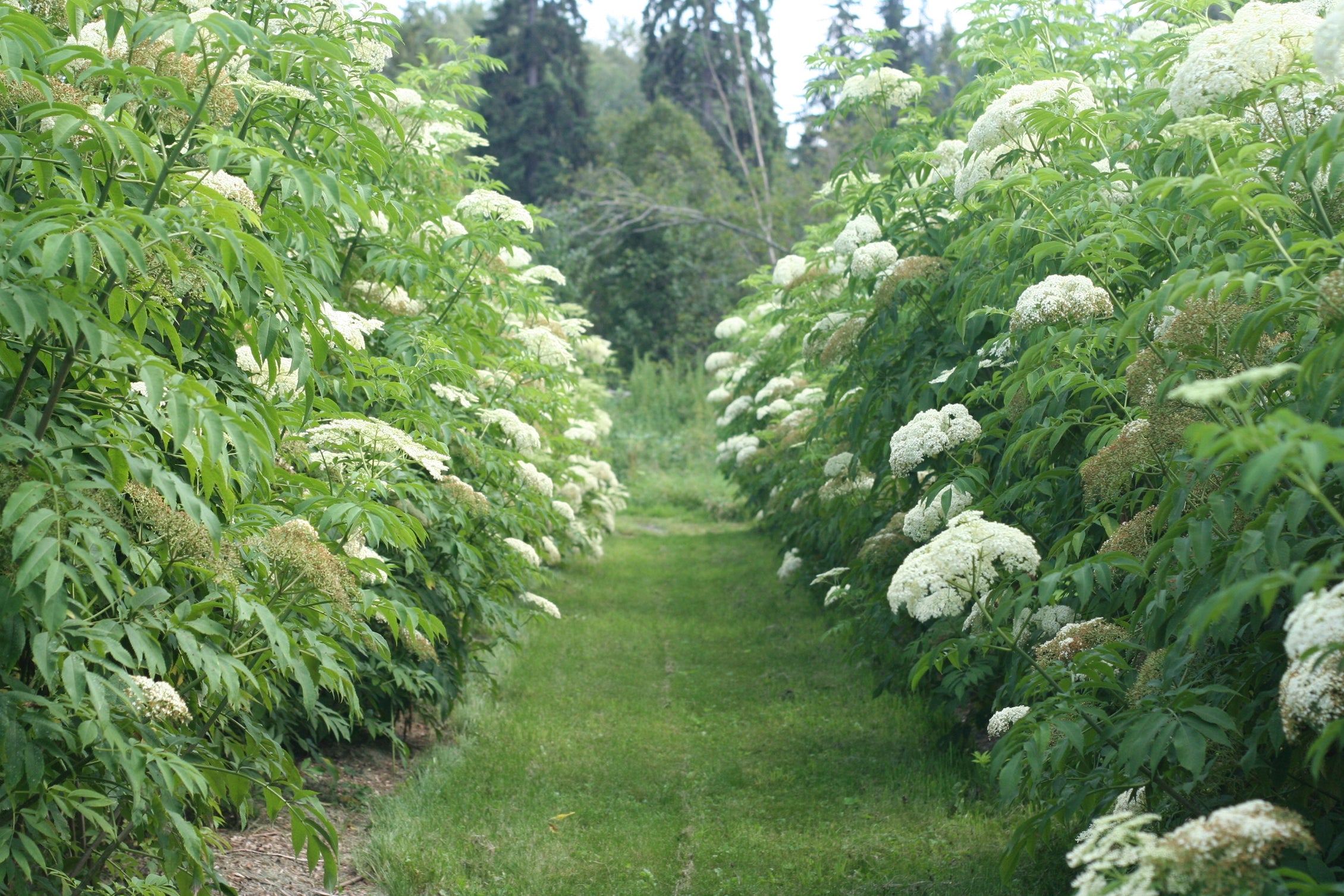 Grow Your Own Elderberry Bushes Canada Elderberry Grove