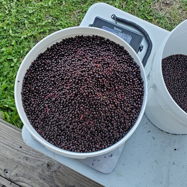 Frozen Elderberries | Certified Organic