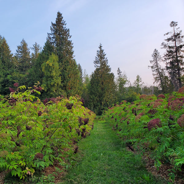 elderberry field in canada