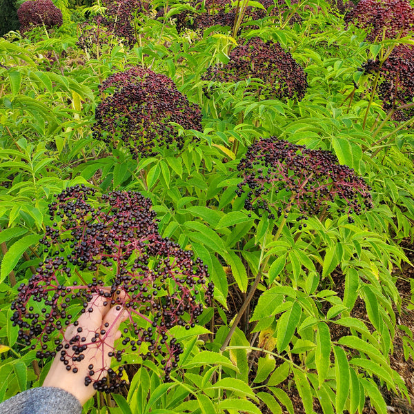 hand holding ripe elderberry cluster canada