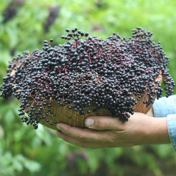 Frozen Elderberry Juice | Certified Organic