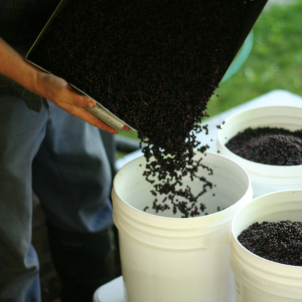 frozen black elderberries canada