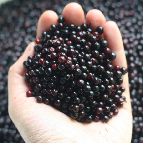 Frozen Elderberries | Certified Organic