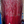 Frozen Elderberry Juice | Certified Organic