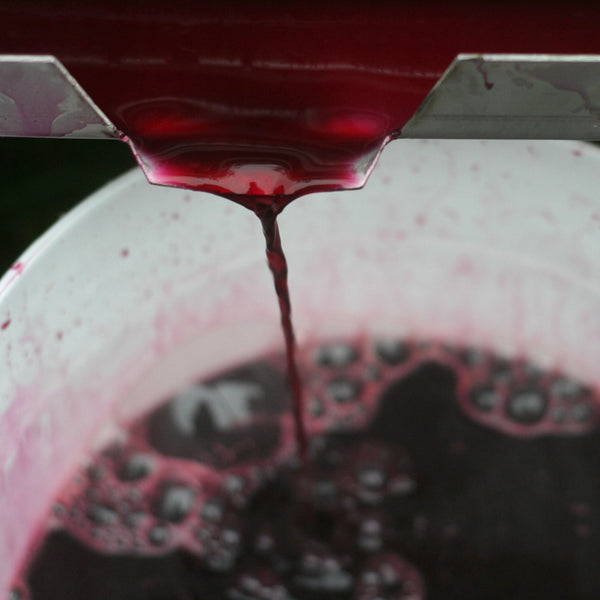 Red purple liquid (elderberry juice) being poured into a white bucket