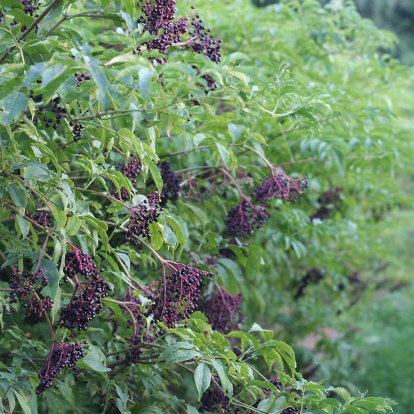 purple elderberries ripening on green bush