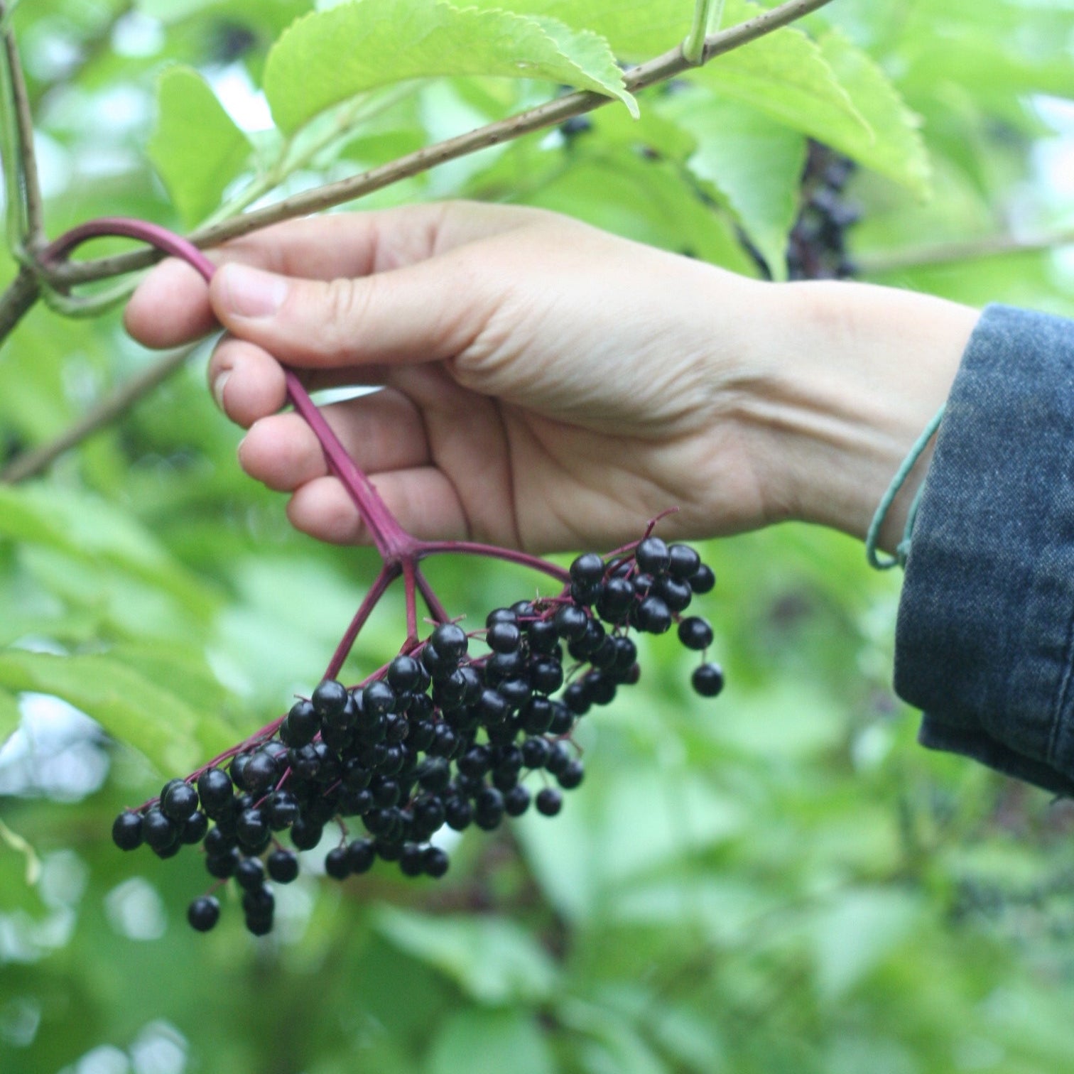 Buy Elderberry Cuttings Canada Elderberry Grove Farm