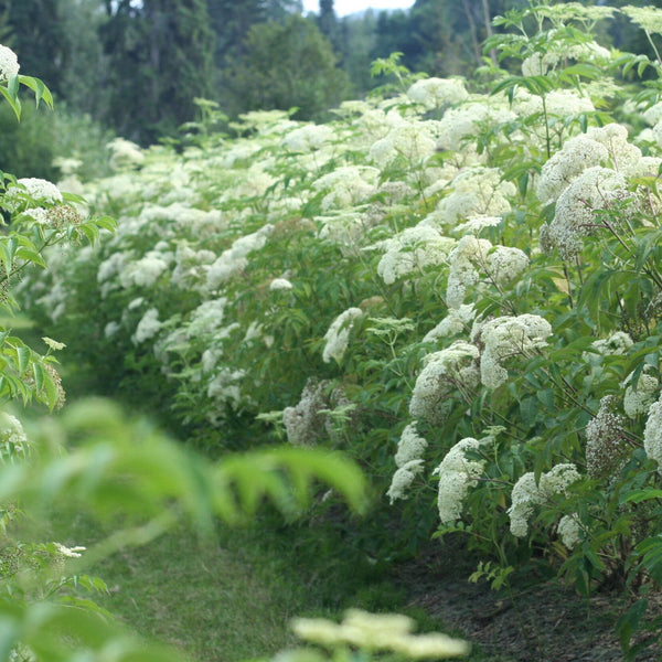 elderflower field in bloom at Elderberry Grove