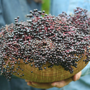 basket of fresh elderberries