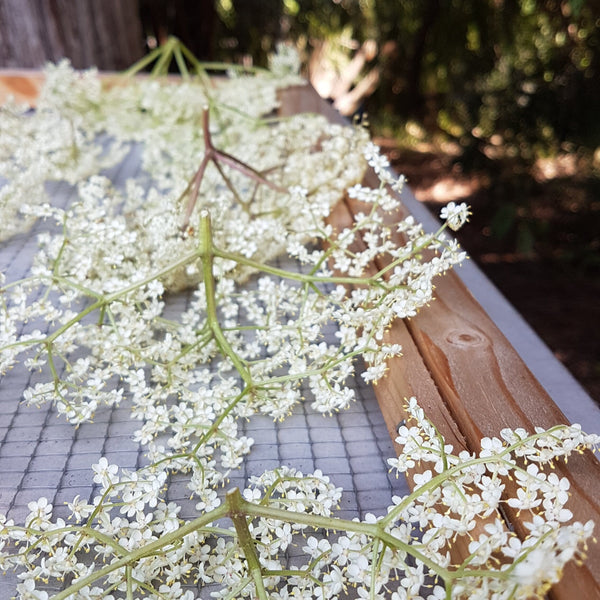 Organic Elderflowers drying at Elderberry Grove